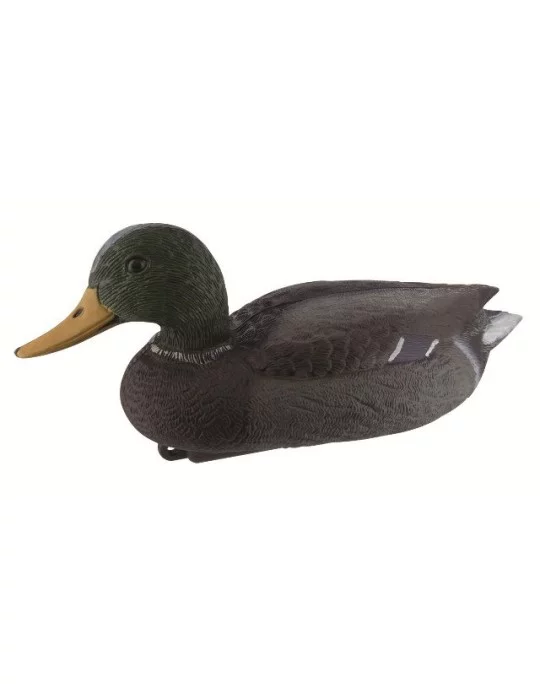 Canard colvert Appelant mâle