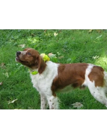 Collier de repérage sonore Canibeep Pro 2