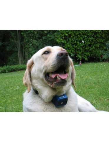 Collier anti aboiement Canicalm 2