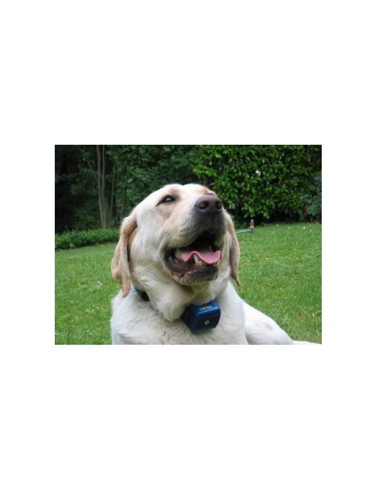 Collier anti aboiement Canicalm