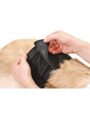 Gentleman Panty pour chien 2