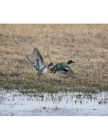 Appeau Primos Sarcelle femelle Bluewing Teal Duck 2