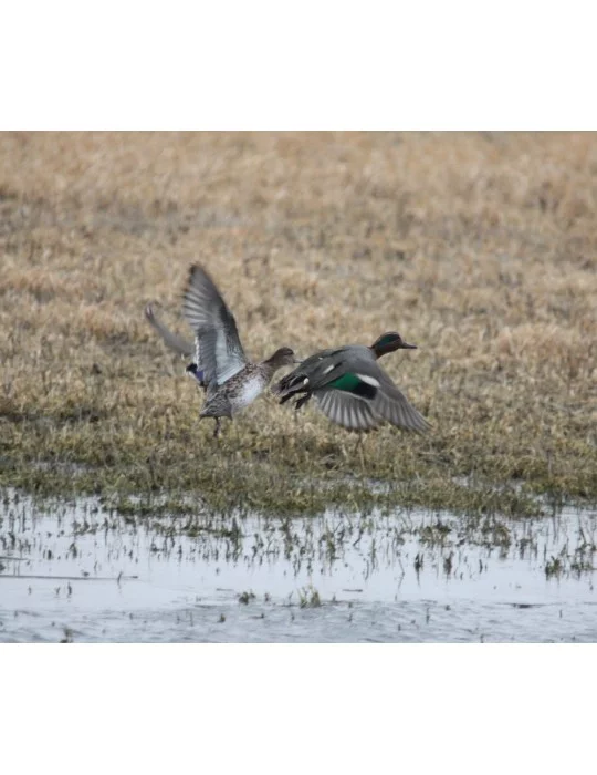 Appeau Primos Sarcelle femelle Bluewing Teal Duck