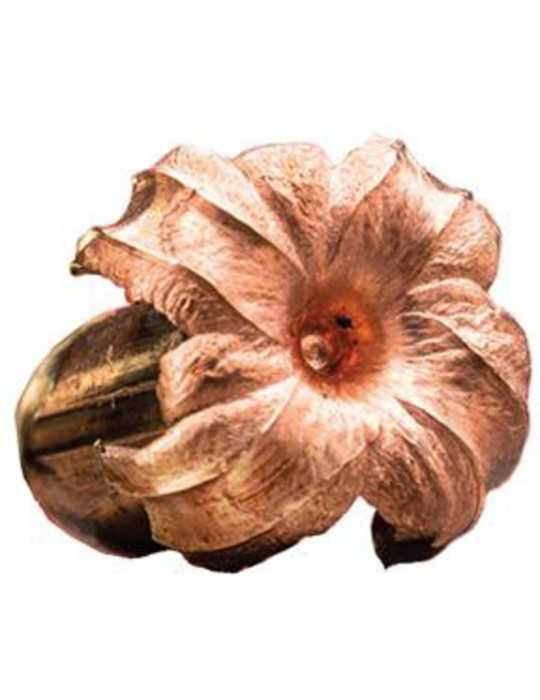 Winchester .243 Win. Extreme Point Copper Impact 85 gr sans plomb