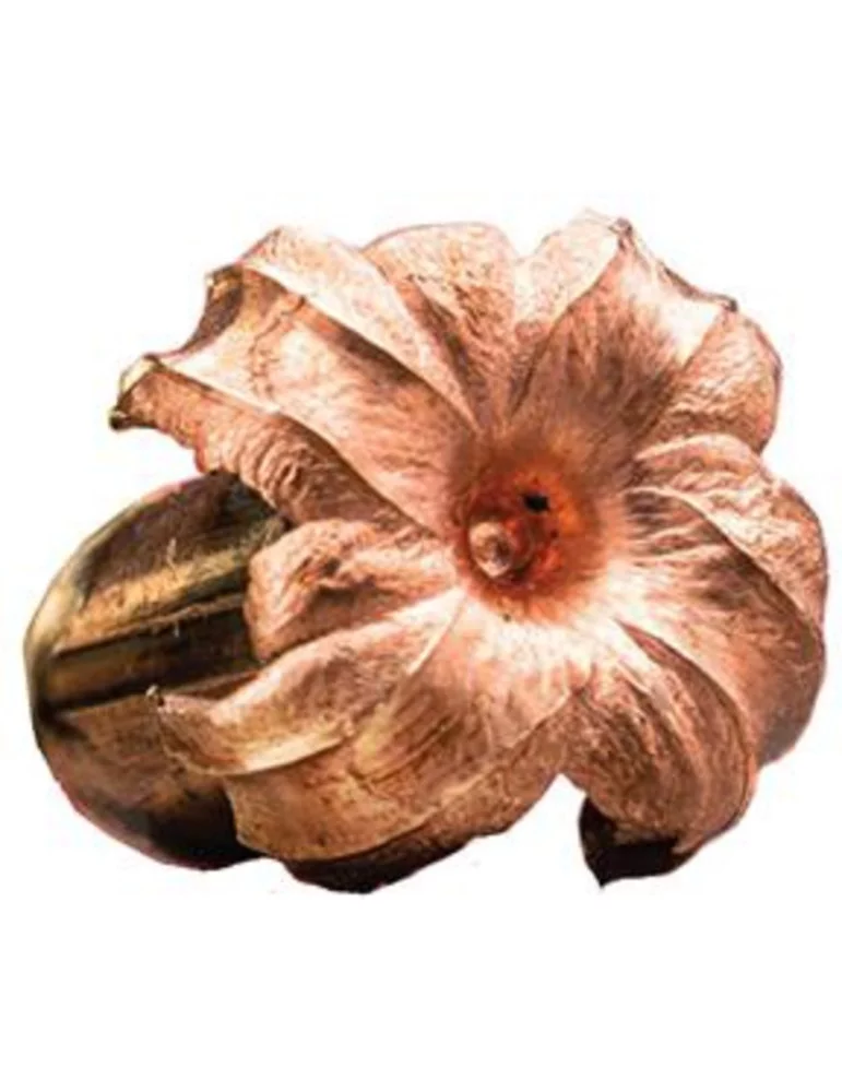 Winchester .270 Win. Extreme Point Copper Impact 130 gr sans plomb