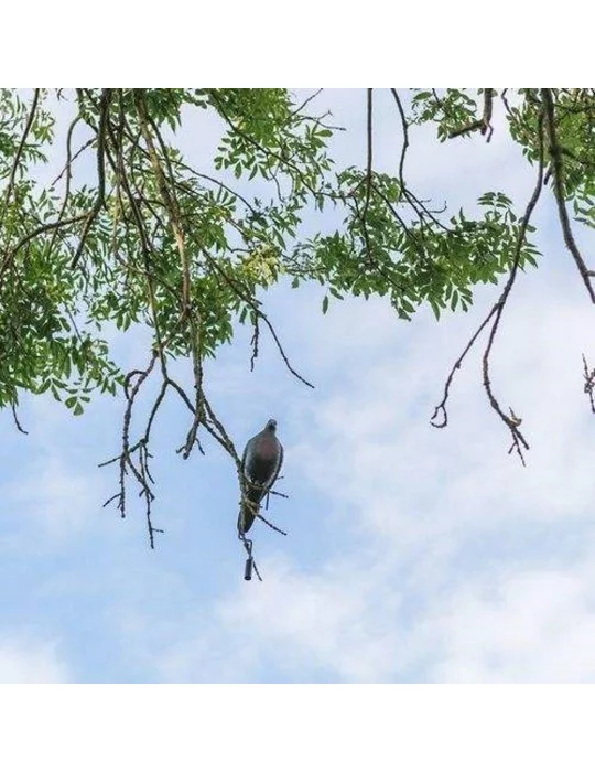 Support à suspendre pour appelant pigeon