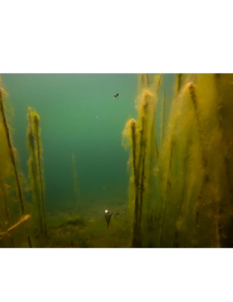 Kit zig float Fox Edges pêche carpe - Natusport