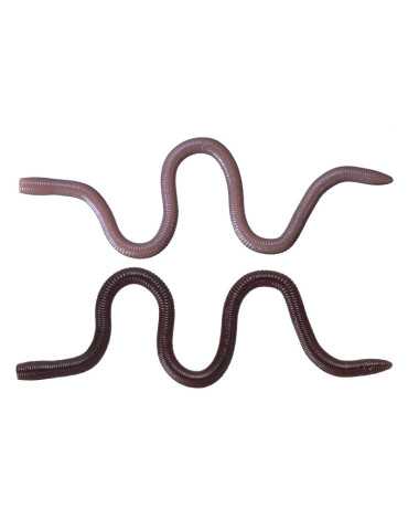 Leurre Souple O.S.P Mimizu Small Isomen TW203 – natusport