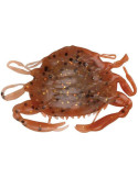 Leurre Souple Berkley Gulp! Saltwater Peeler Crab 2" New Penny | Natus – natusport