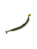 Leurre Souple Autain Sneaky Worm's Green Pumpkin – natusport