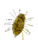 Leurre Souple Illex Magic Woodlouse 1,18" Jungle Boogie – natusport