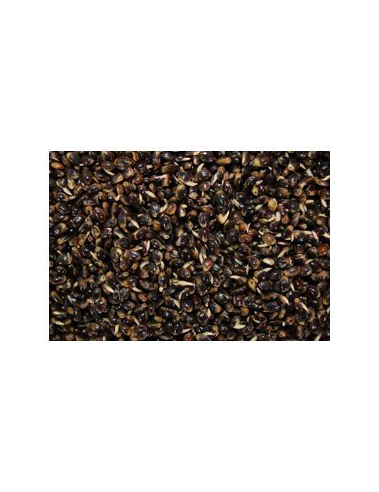 Graine Pro Elite Baits Chènevis Cuit 4 kg – natusport