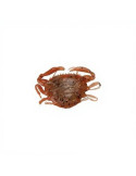 Leurre Souple Berkley Gulp! Saltwater Peeler Crab 2" New Penny | Natus – natusport