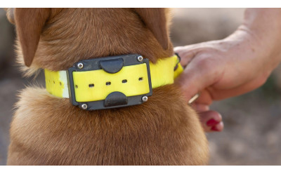 Collier anti fugue pour chien : Comparatif des meilleurs systèmes en 2025
