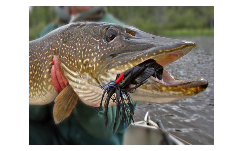 Leurre pour le brochet : les meilleurs modèles selon saison et technique